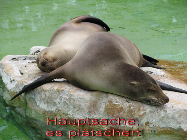 Seel�wen